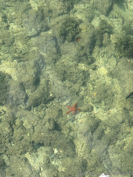 Emadoll porn star image