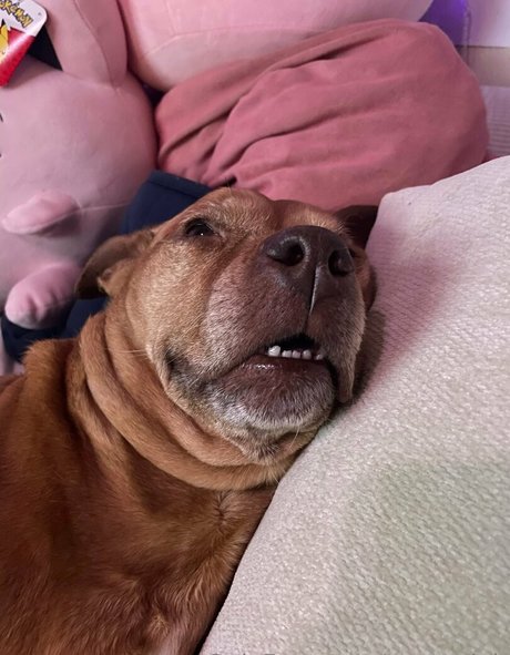 yogendub model perfect images