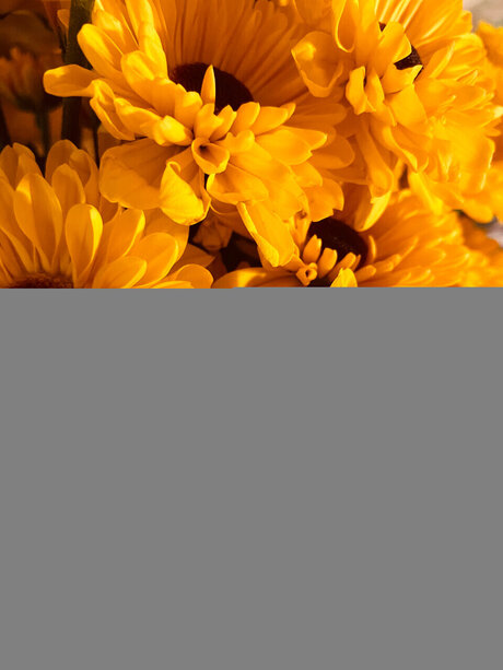 Desi Grace star free photos