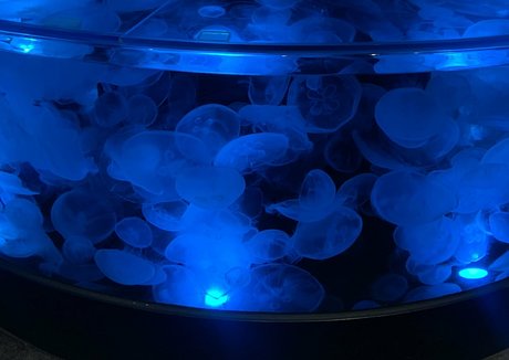 bunnycocoa beautiful star photos