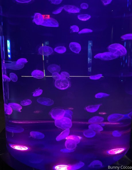 bunnycocoa pornstar naked photos