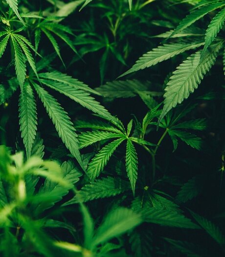 Bigsmokedog model sex pic