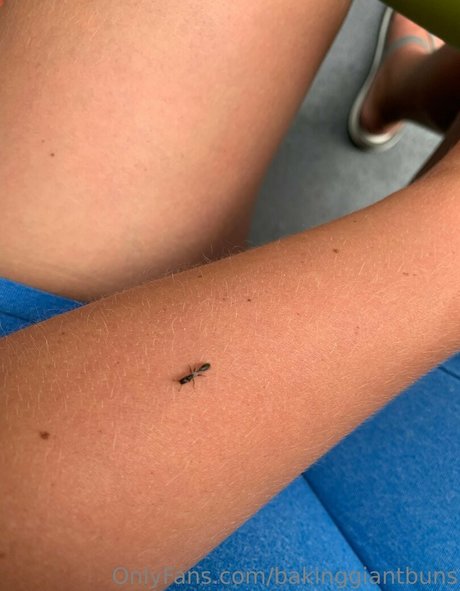 bakinggiantbuns exclusive star archive