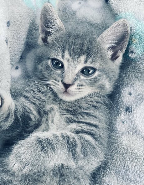 xxxhookedonbrookefree adult model photos