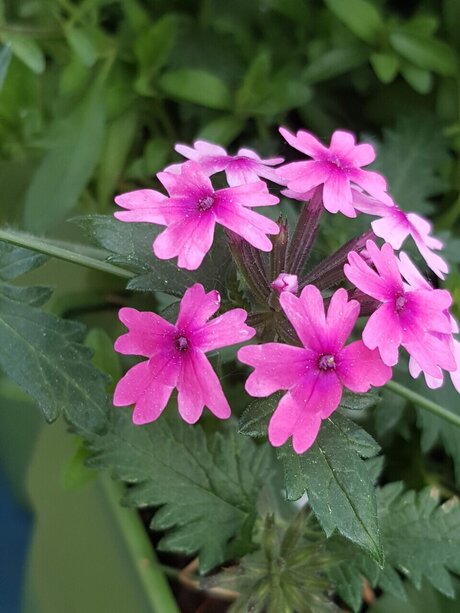 Mandy Harlowe star exclusive photo