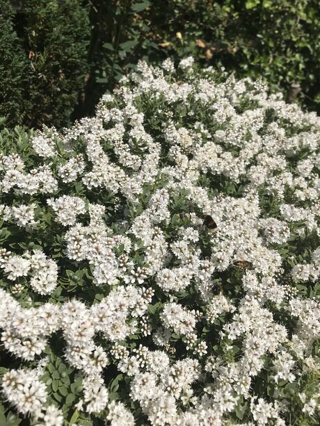 Zukumei free actress picture