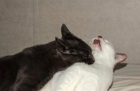 Onna Musha VIP model nice pic