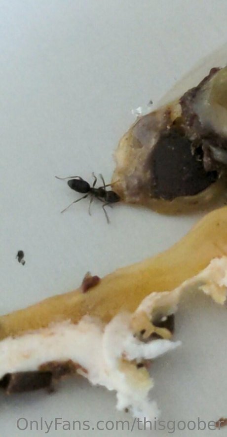 thisgoober erotic star photo