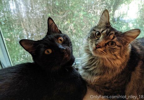 foxygamergurl star nudes image