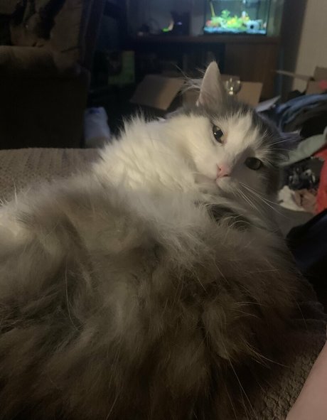 nova2 0 exclusive pornstar photos