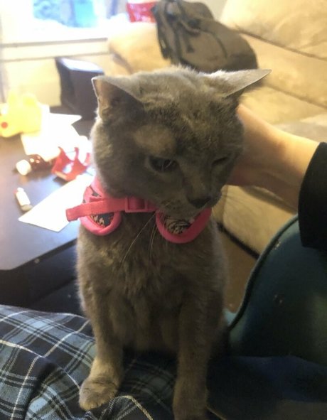 couldshouldwood erotic pornstar gallery