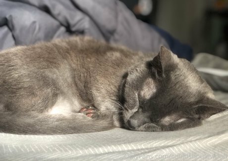 couldshouldwood pornstar nude galleries