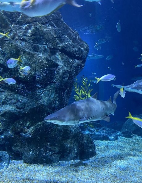 onyour bunny hot star image