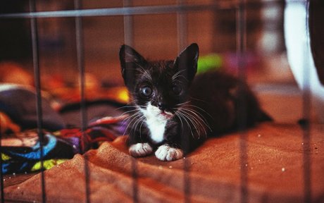 arab femboy onlyfans free porn images