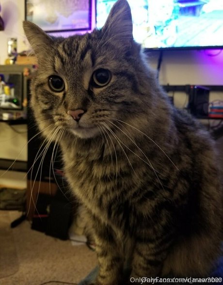 daraamber pretty pornstar pic