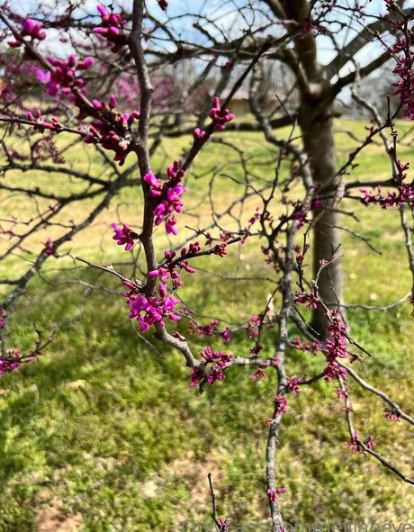 summer trans onlyfans naked image