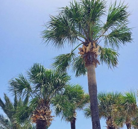 Michelle Balderrama star hd img