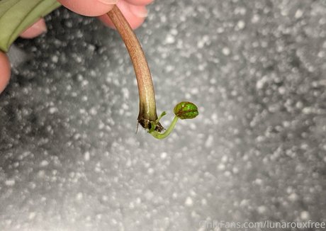 lunarouxfree sexy pornstar picture