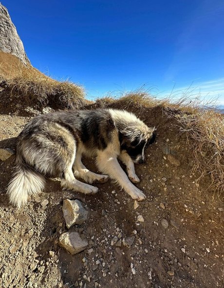 Anisyia_ profile pic