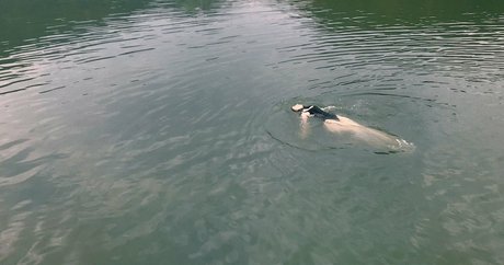 QiaoniuTT exclusive pornstar picture