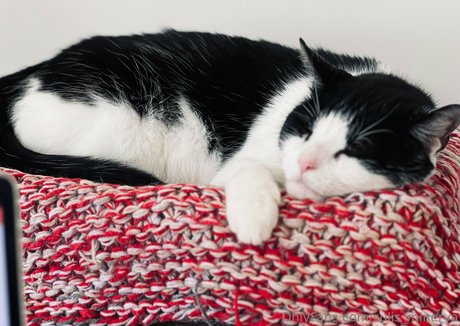 sulis minerva pornstar art galleries