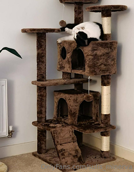 sulis minerva model adult photo