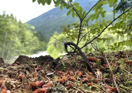 deargoddesssara high quality pornstar photo