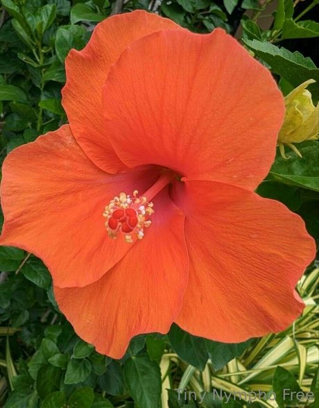 tiny nympho free erotic model archive