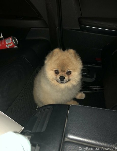 siswet19 star adult image