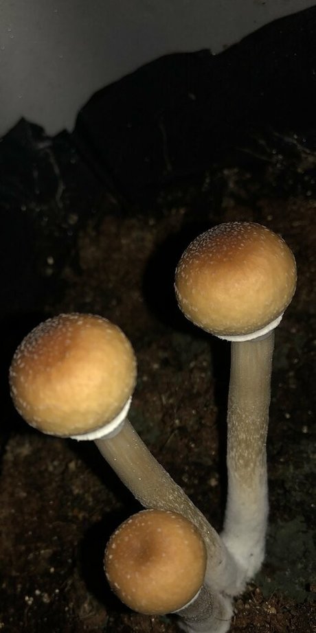 peacheyscreams pornstar pic