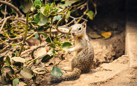 candy lane porn actress archive