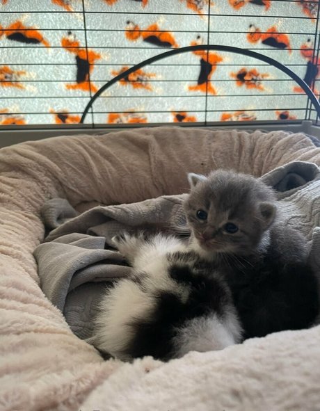 persephonesmuses high quality star photos