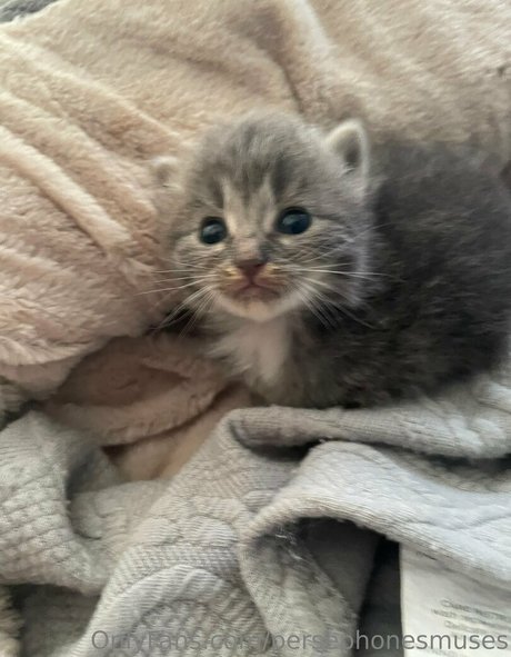 persephonesmuses star top img