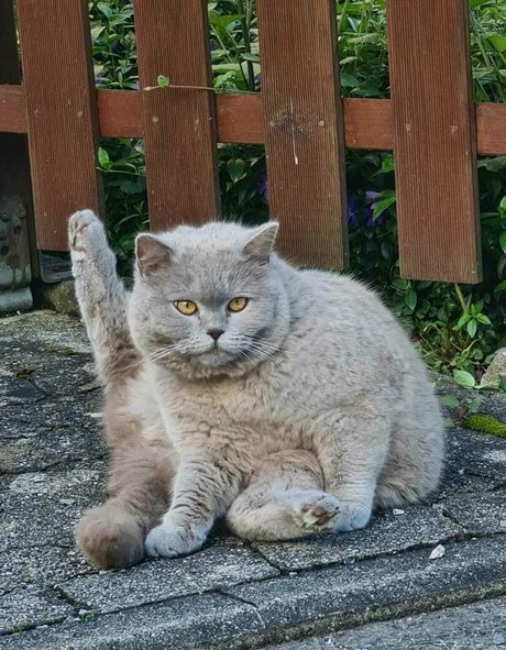 milashiroki hd star archive