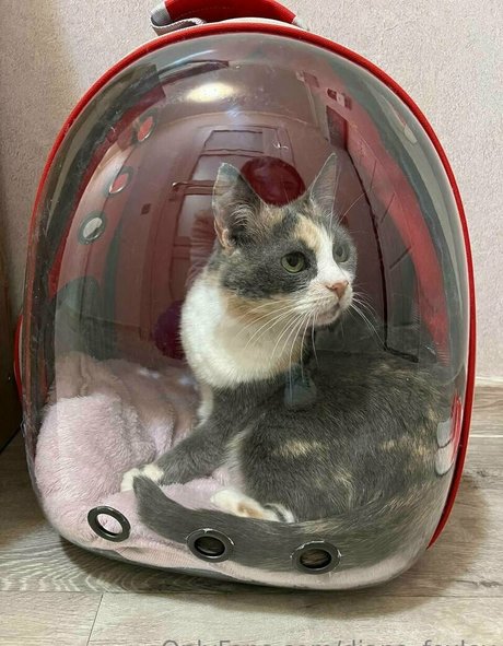 diana foxley sex actress photo