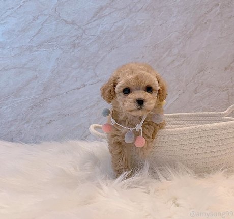 amysong99 pornstar art pictures