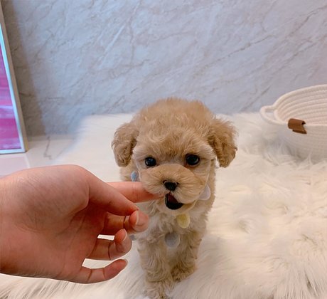 amysong99 star nudes photos