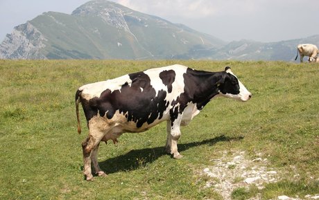 fatsackfails star top pics