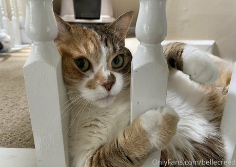 bellecreed sex actress gallery