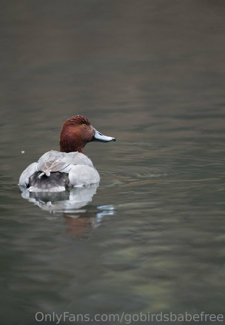 gobirdsbabefree star erotic img