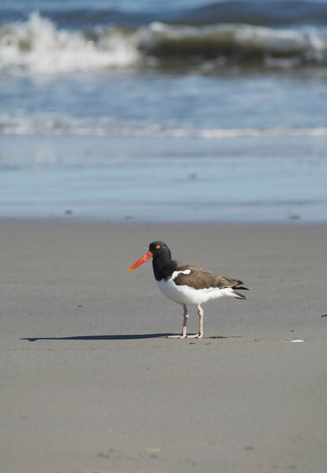 gobirdsbabefree pornstar high quality gallery