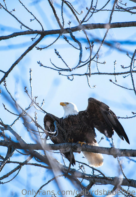 gobirdsbabefree model nudes gallery