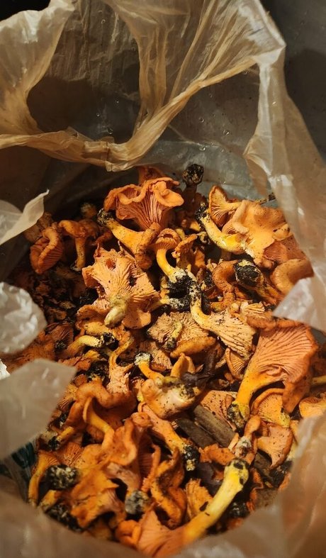 Lovebush1313 model high quality archive