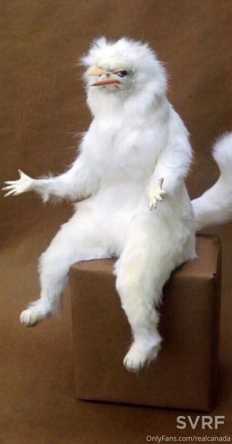 realcanadaali star adult pictures