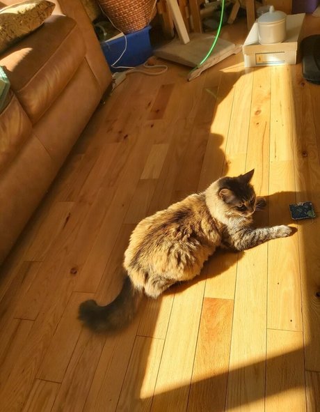 galaximoss art pornstar images