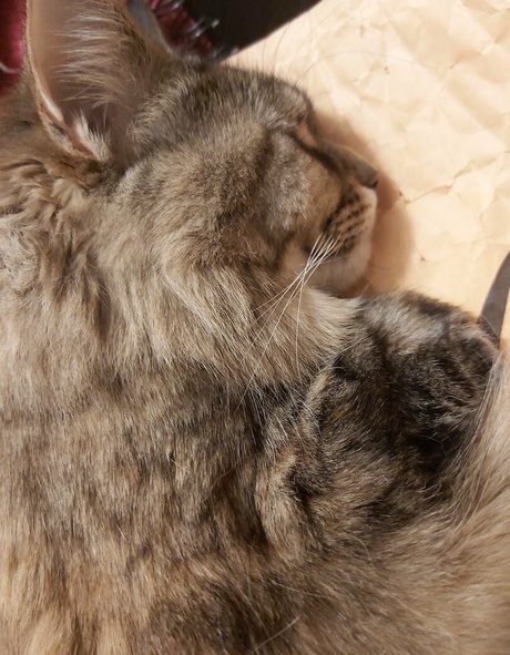 galaximoss pornstar perfect img