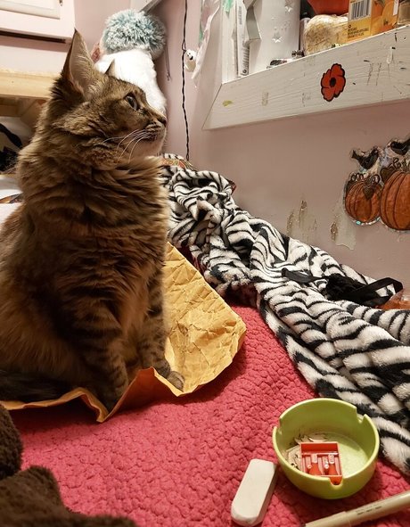 galaximoss star beautiful pictures