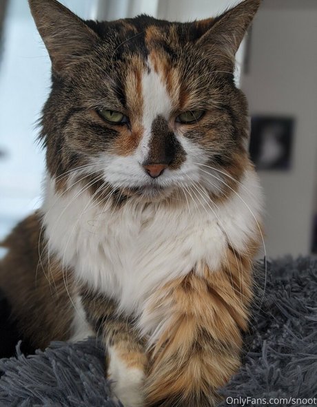 snoot pornstar hot galleries