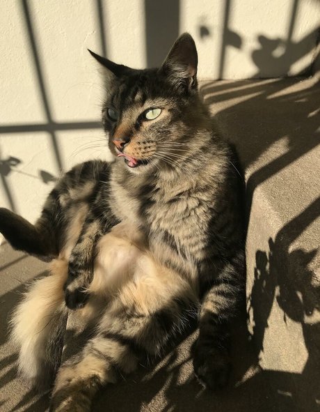 Shashi star sexy galleries