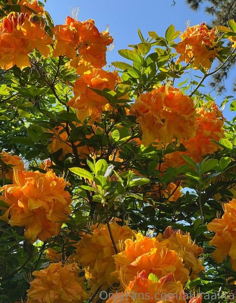 akiraalita naked star image